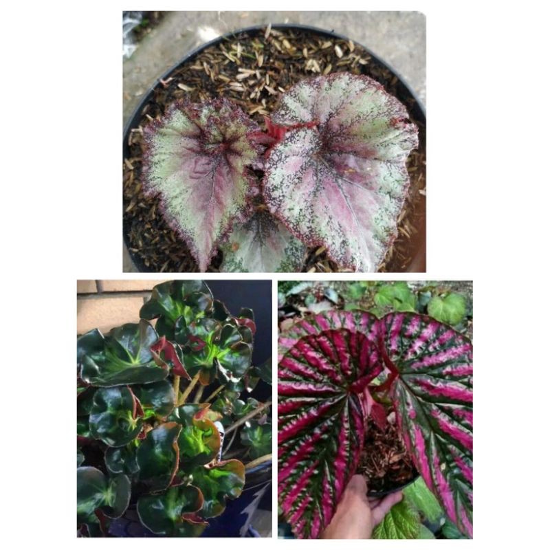PAKET 3 TANAMAN BEGONIA ( REK WALET, CURLY, KEONG MERAH )