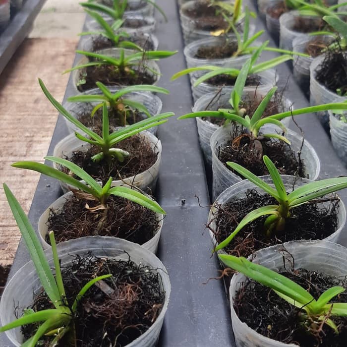 Anggrek Vanda Seedling Hybrid  BERGARANSI