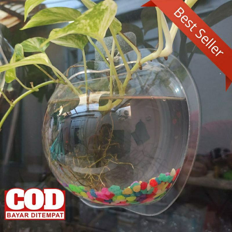 AQUARIUM DINDING TEMPEL APPLE DIAMETER 20CM UNTUK HIASAN VAS TANAMAN TERRARIUM &amp; IKAN CUPANG