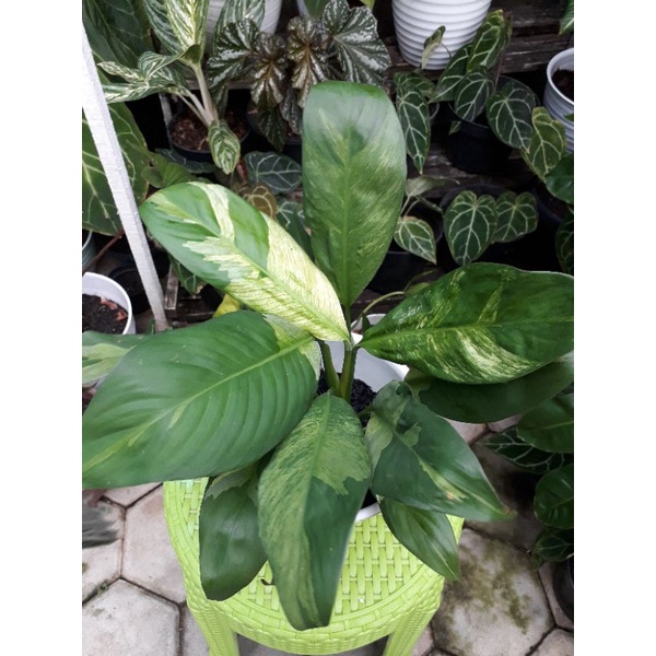 Lily peace variegata