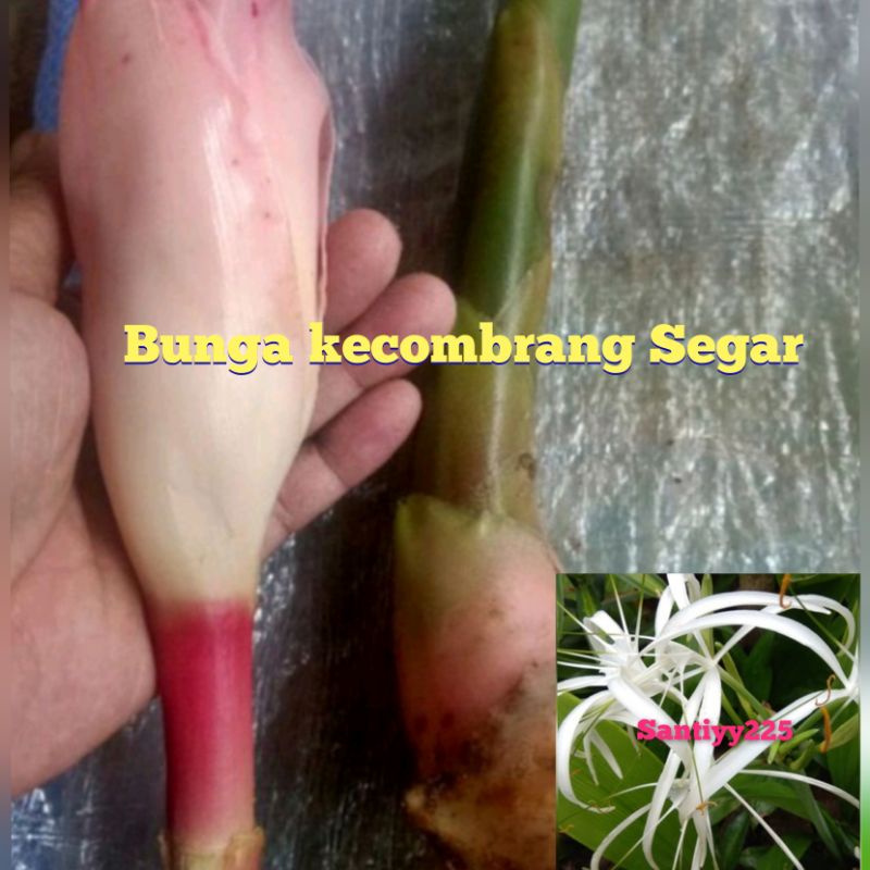 

bunga kecombrang 1 kg