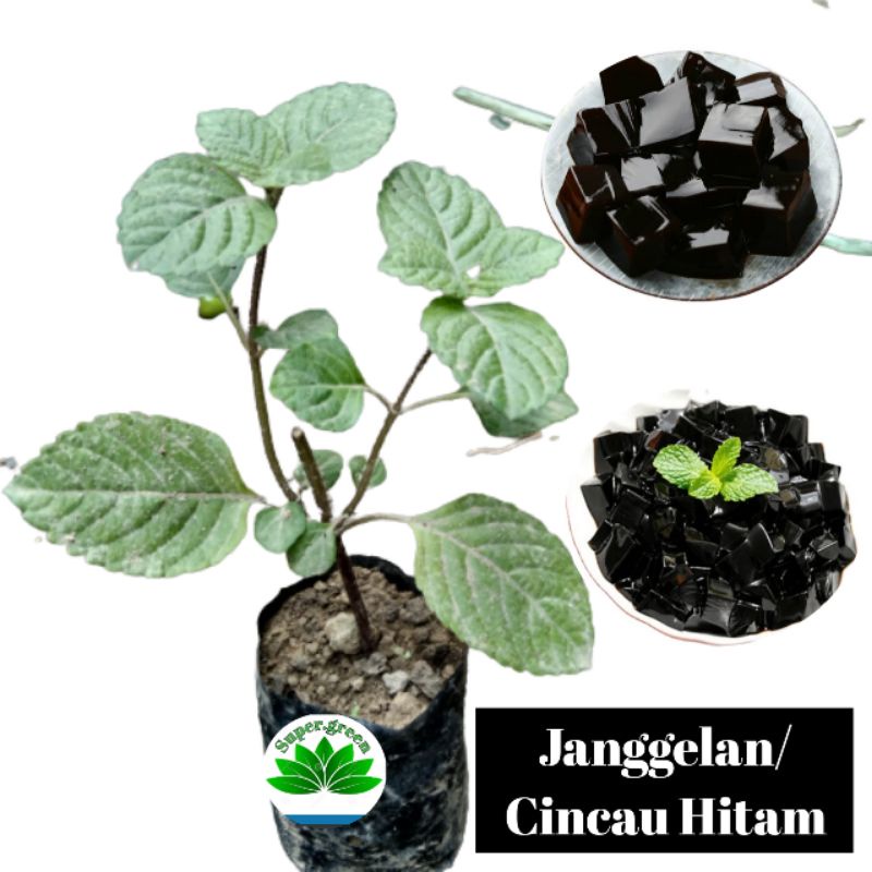 Jual Bibit Cincau Hitam Tanaman Janggelan Pohon Cincau Hitam Janggelan Shopee Indonesia