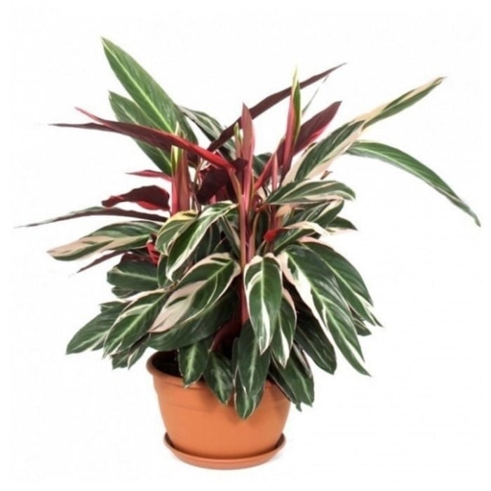 tanaman hias calathea maranta  multicolor Shopee Indonesia