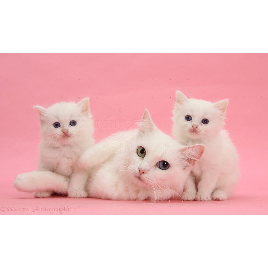 MINYAK IKAN KUCING ANJING BURUNG VITAMIN KUCING MURAH PREMIUM PERSIA ANGGORA
