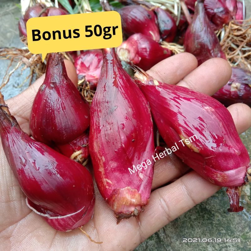 Jual Bawang Dayak Segar 1 Kg Murah Shopee Indonesia