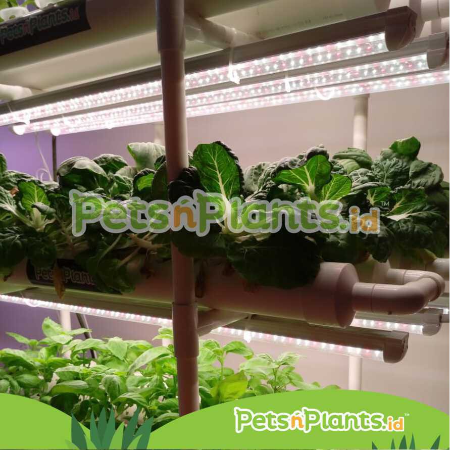 HIDROPONIK SET INDOOR DENGAN GROW LIGHT FULL SPECTRUM PVC-U FOOD GRADE 2,5 INCH IMPORT 108 LUBANG