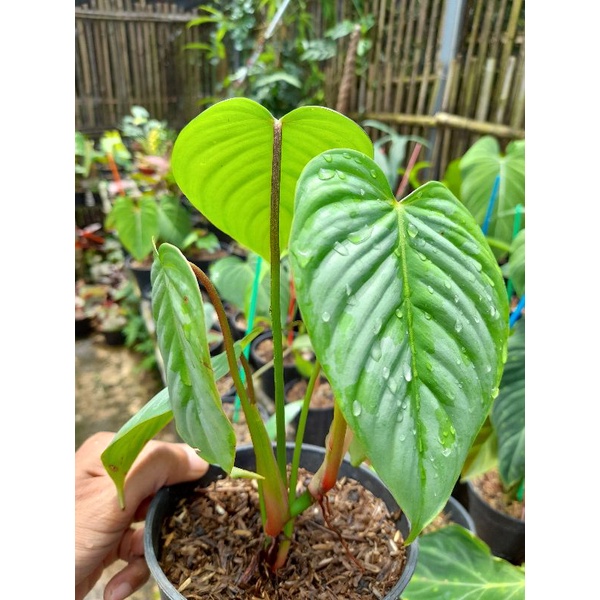 PHILODENDRON SODIROI