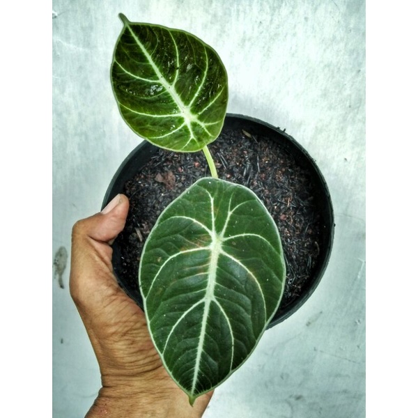 Alocasia Black Velvet (2 daun remaja)