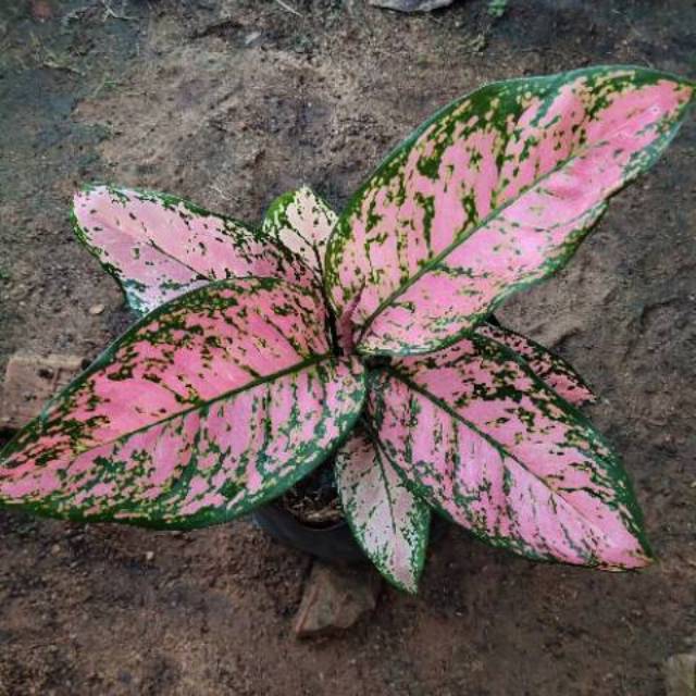 Benih Bunga Aglonema Lady Valentin