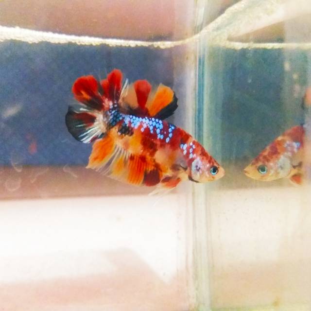 Ikan cupang nemo multicolor