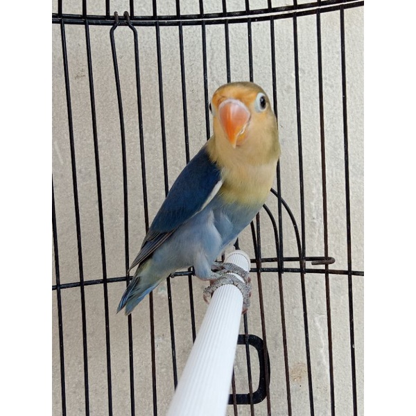 Lovebird PB Violet Cantik Dan Mulus