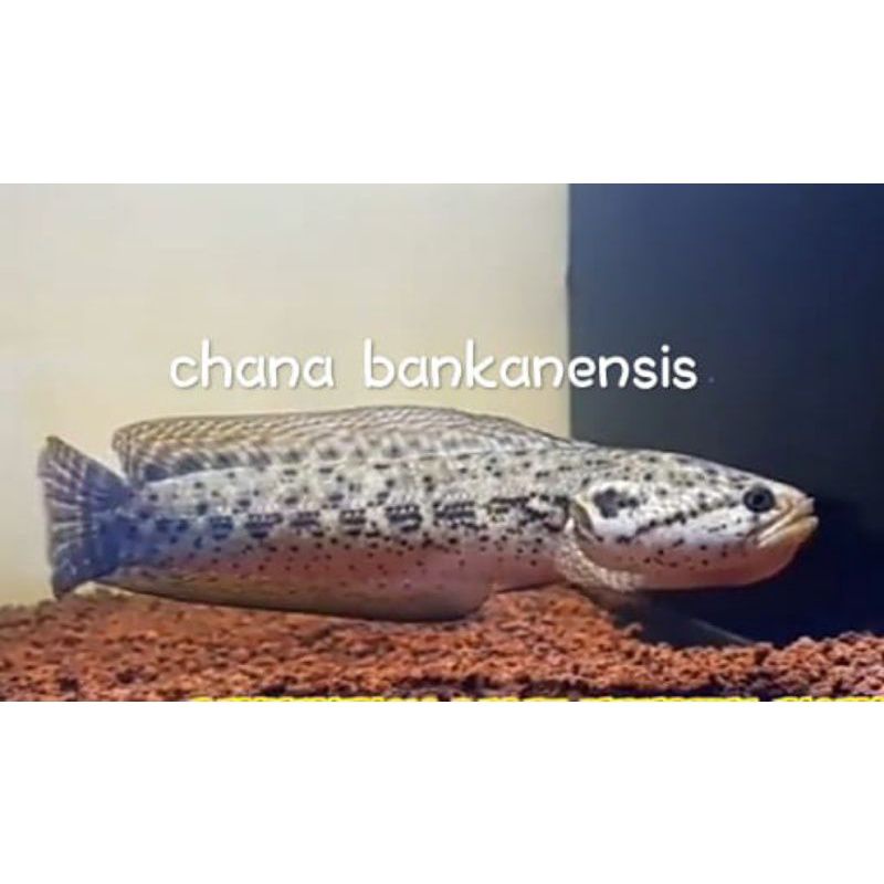 promo bankanensis