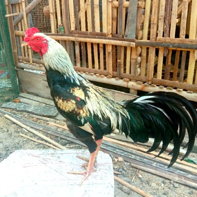 ternak ayam birma ori