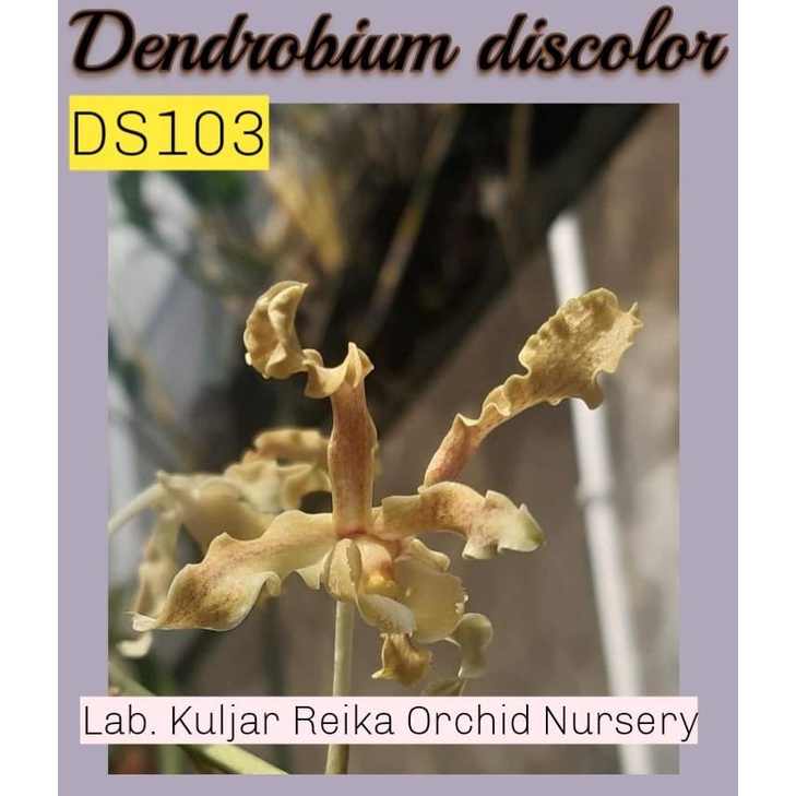 Bibit Anggrek Dendrobium discolor