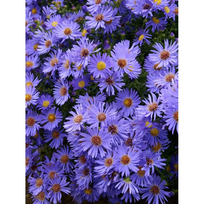 Biji Benih Bibit Bunga Chinese Blue Aster