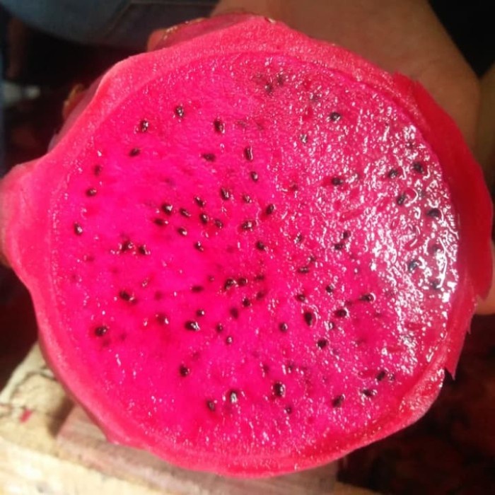 

naga merah super /buah naga