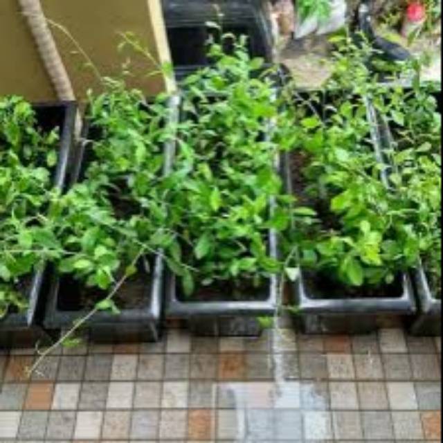 Cuci Gudang Tanaman Hias Rambat Lee Kwan Yew Paket + Pot dmmexxXC8VAaEd
