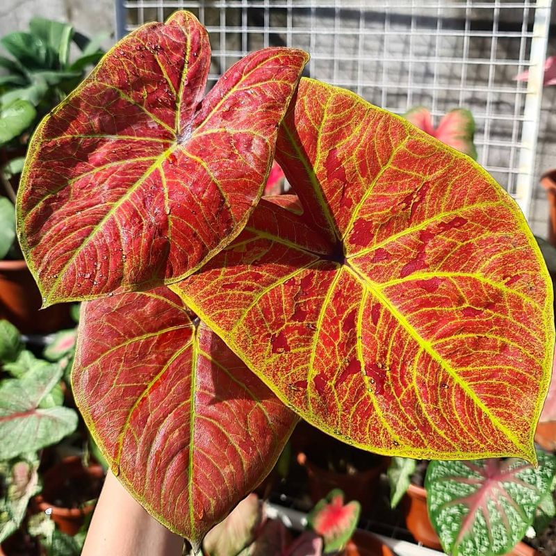 Keladi hias thailand anakan new wave / Caladium Hias thailand new wave