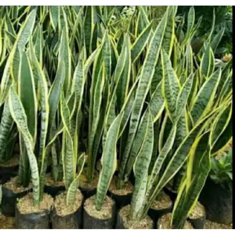 Jual Tanaman hias sansevieria trifasciata | tanaman lidah mertua ...