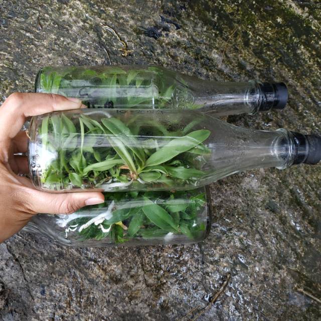 Bibit Anggrek Bulan Botol Siap Aklim