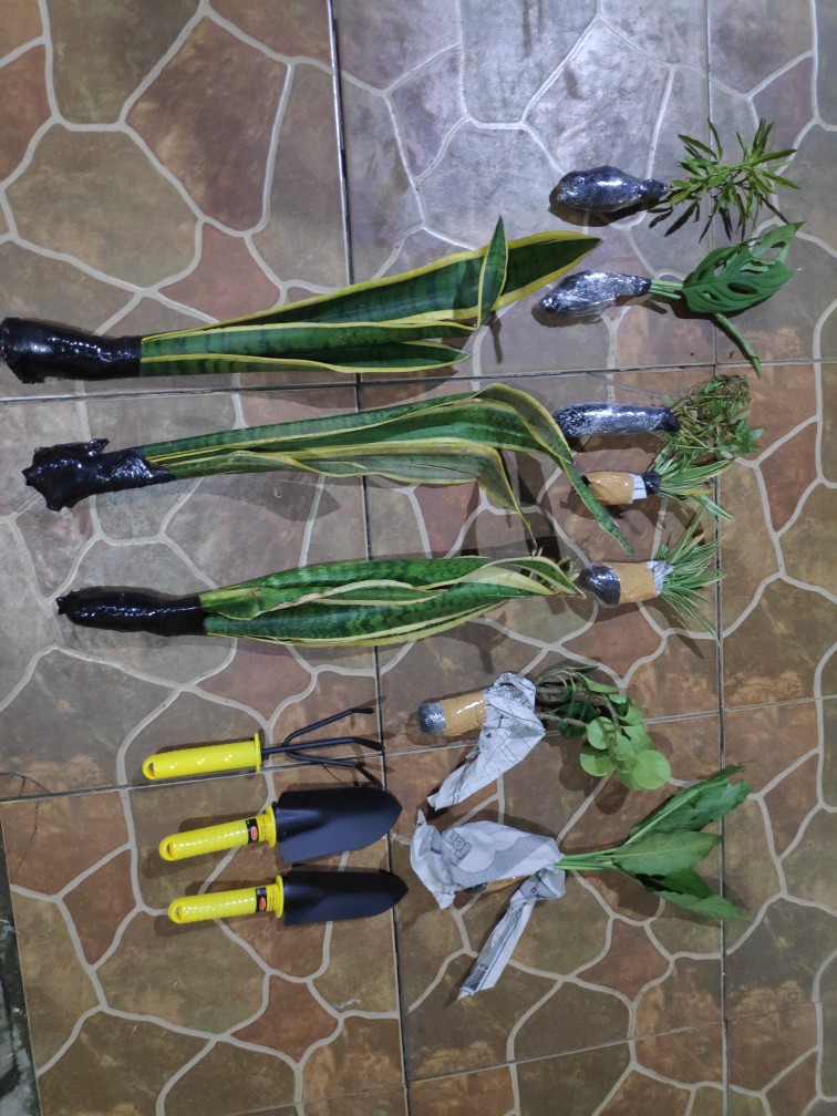 Tanaman Hias Zodia - Tanaman Anti Nyamuk