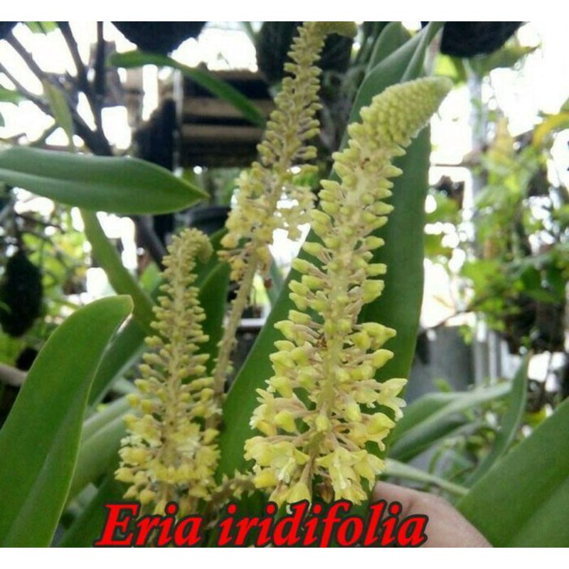 Anggrek Species Eria Iridifolia