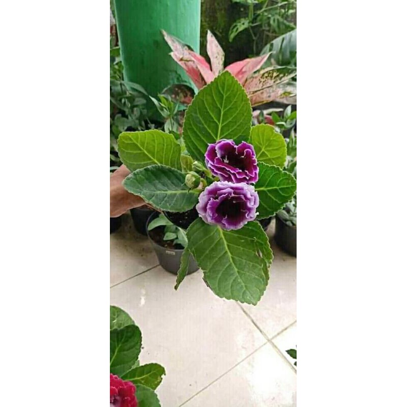 

Gloxinia