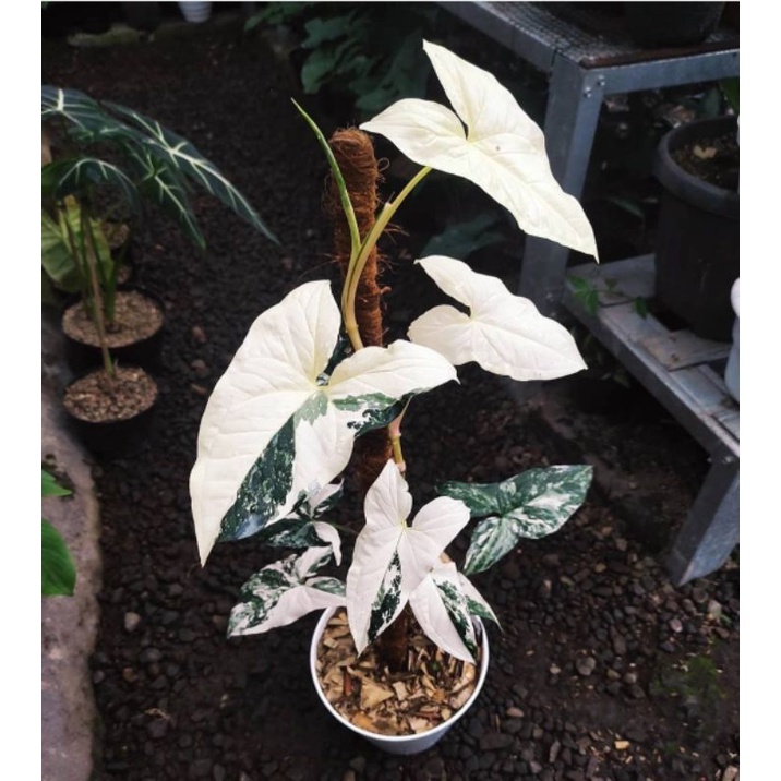Tanaman Hias Syngonium singonium variegata putih Bunga hias syngonium perfecto variegata white murah
