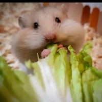 HAMSTER SYRIAN SYRIA LONG HAIR SHORT HAIR siria giant hamster