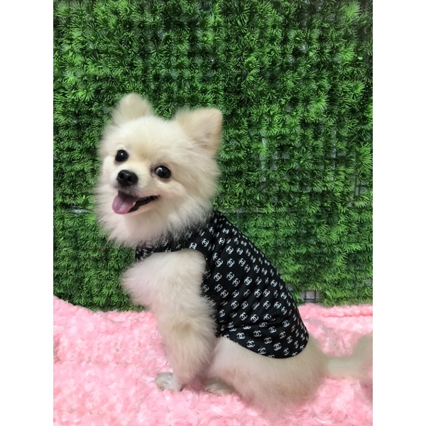 BAJU KAOS PAKAIAN HEWAN ANJING KUCING ANABUL ANAK BULU KELINCI MOTIF CHANNEL CHANEL GUCCI LV LOUIS V