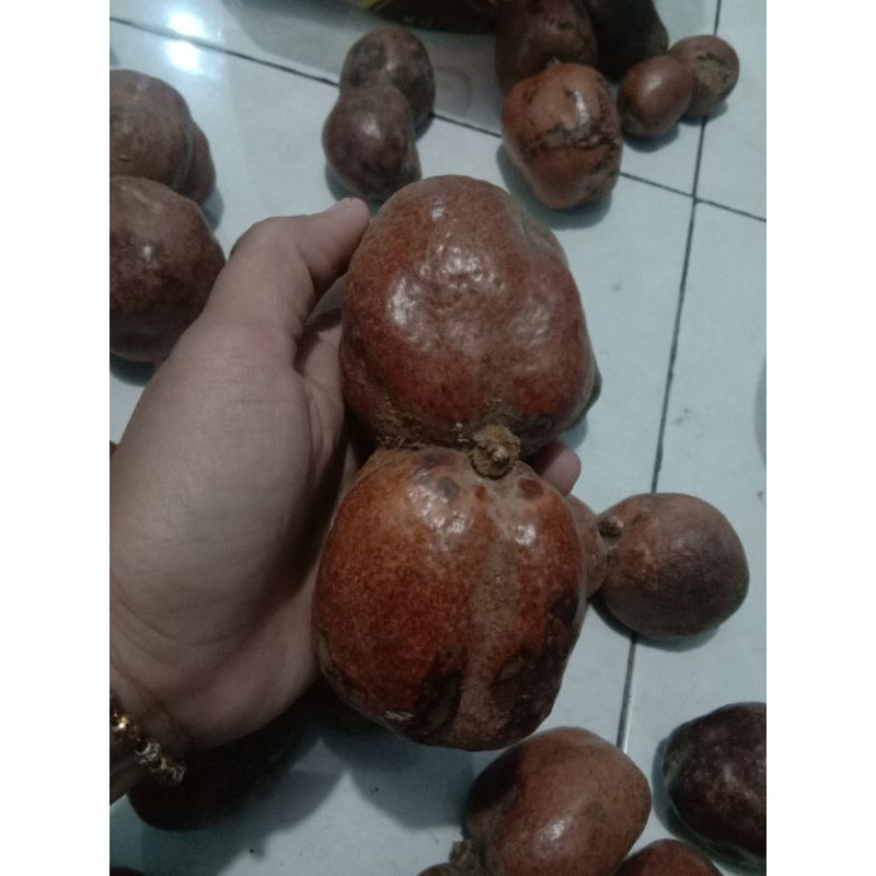 

BUAH ZURIAT KEMBAR