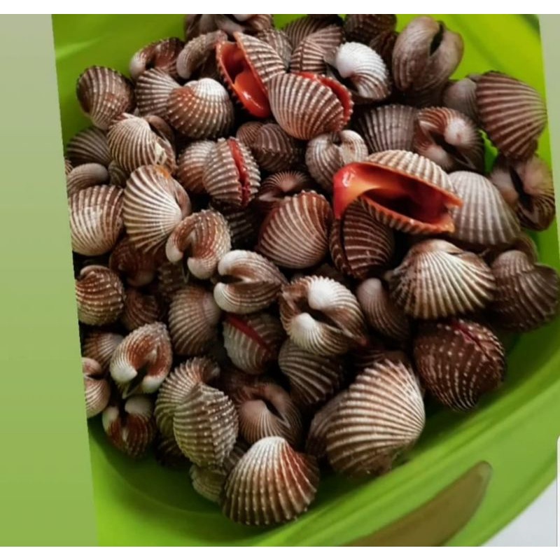 

KERANG DARA - 1 KG