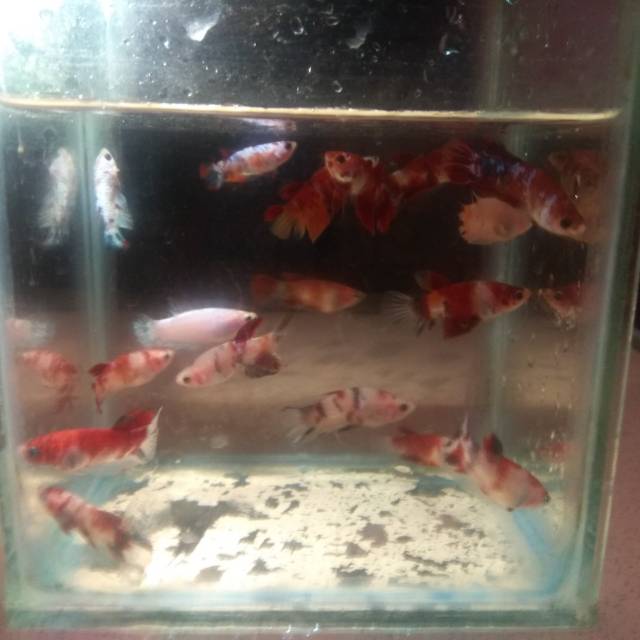 Ikan cupang koi
