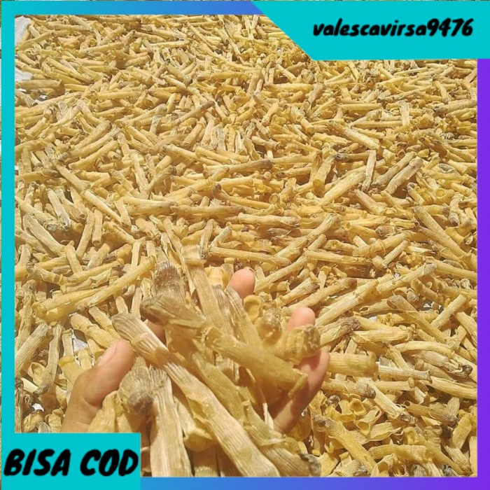 

⭐BISA COD⭐ Cacing laut kering HQ 100 gram