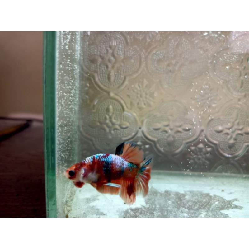 ikan cupang, Nemo galaxy, multicolor,