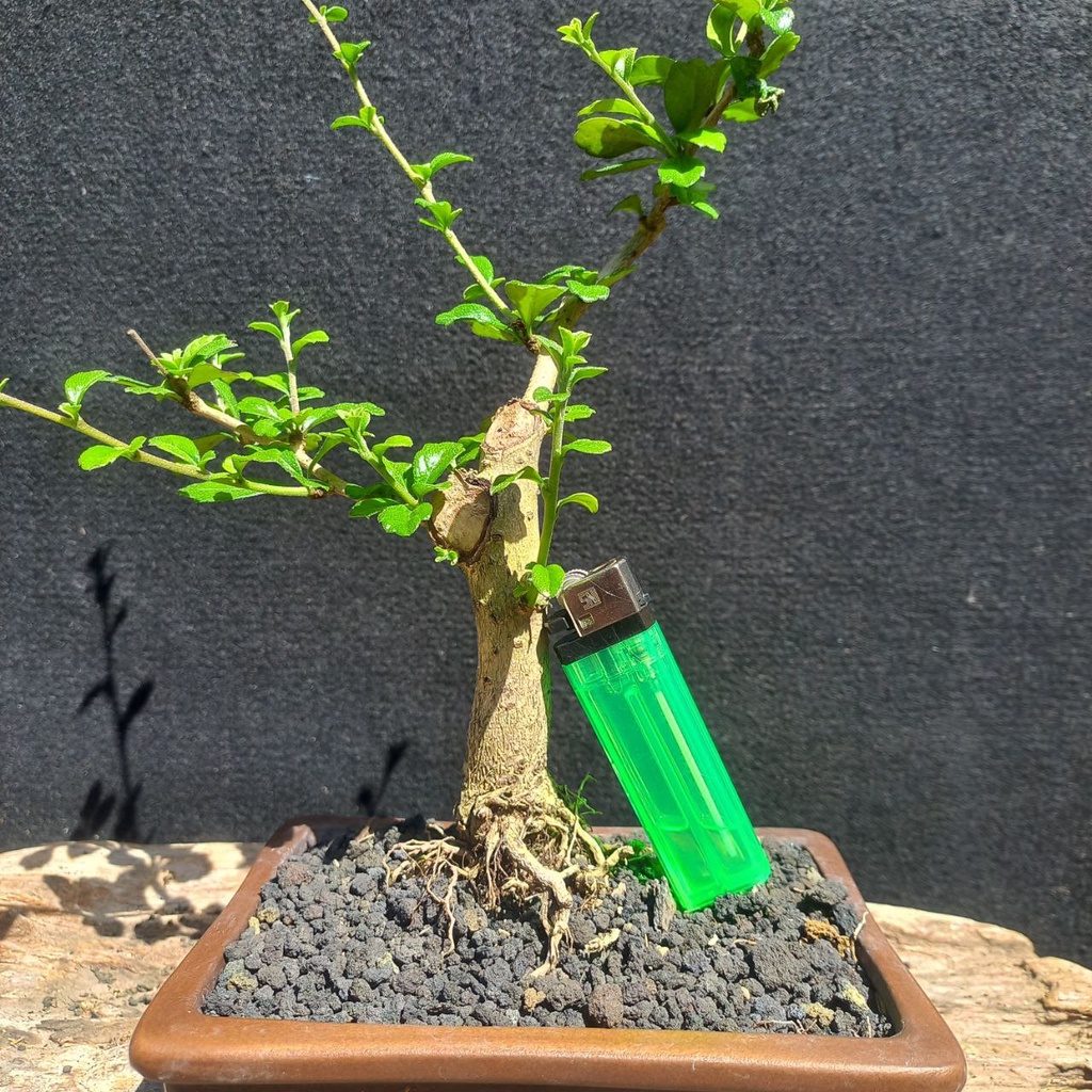 Bonsai Hokianti Hokiantea Small 112