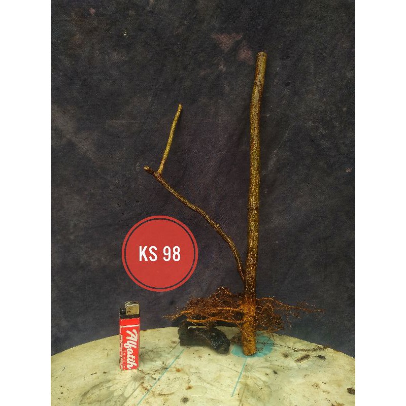 Bahan Bonsai Tanaman Hias Jeruk Kingkit Dongkelan