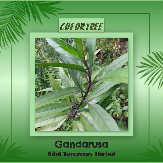 Bibit Tanaman Herbal Gandarusa