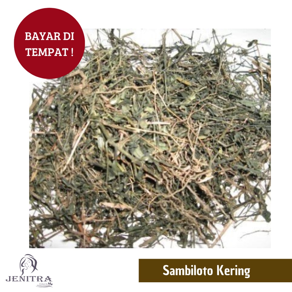 

Sambiloto kering berkualitas 1 kg - 500 gram (Bisa COD Bayar di Tempat)