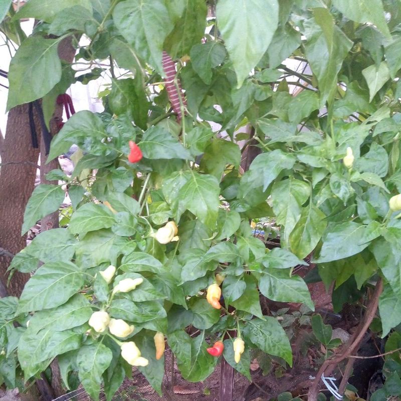 Bibit cabe geprek cabe setan cabe rawit setan