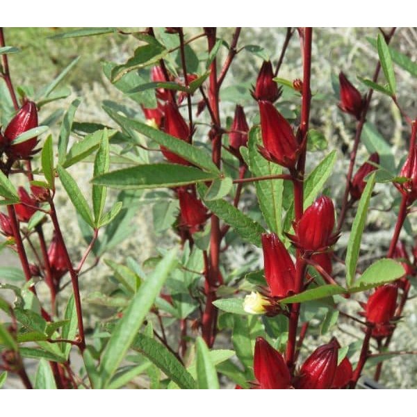 

Termurah Benih-Bibit Herba Rosella Merah (Haira Seed) Terlaris