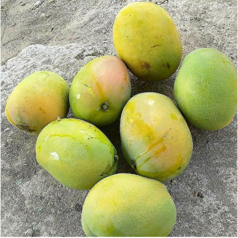 Bibit Tanaman Buah Mangga Madu-Bibit Mangga Madu-Bibit Mangga Okulasi