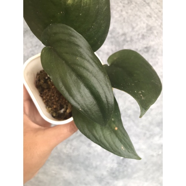 Scindapsus jade satin