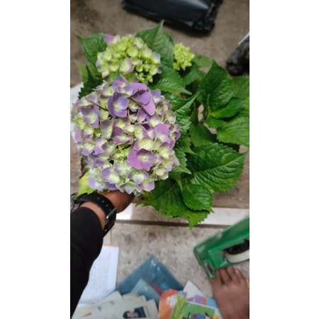 bunga hortensia /pancawarna hidup