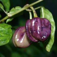 Benih Bibit Biji - Cabai Purple Pumpkin Cabe Labu Pelangi Rainbow Pepper Seeds