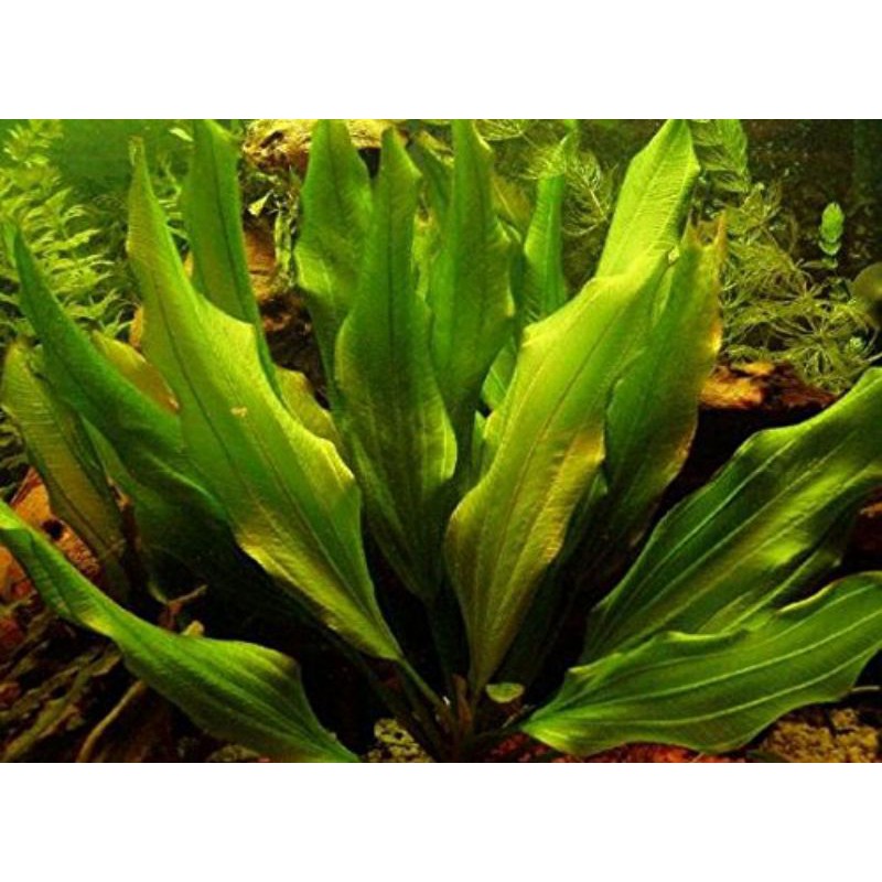 Echinodorus major marti ( Tanaman Aquascape Tanpa Co2 )