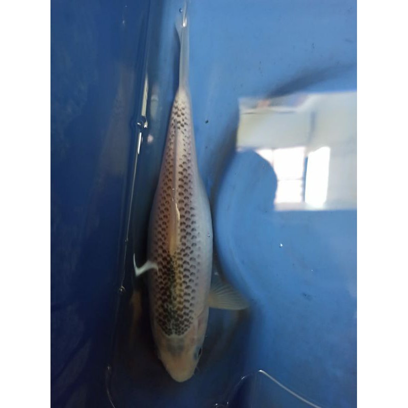 Ikan koi Asli indukan Blitar Asagi Ikan bergaransi