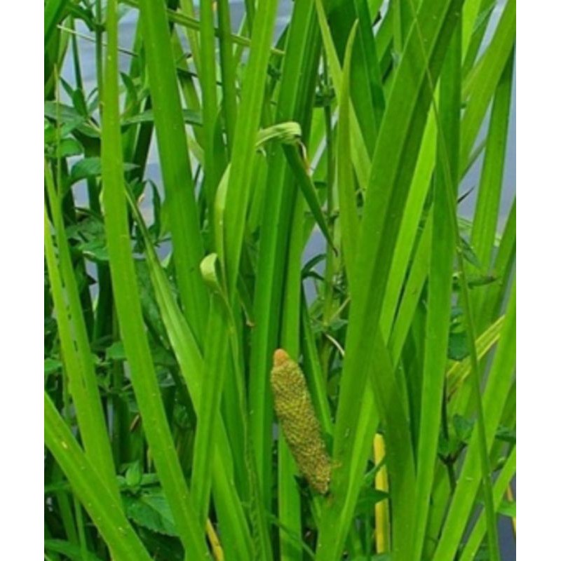 tanaman Dlingo/jaringao