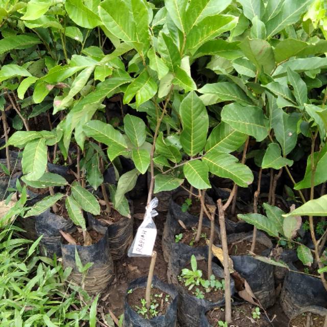 Bibit Rambutan rapiah okulasi
