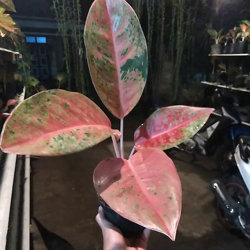 Aglonema Bigroy Mutasi Merah / Aglonema lulaiwan Mutasi